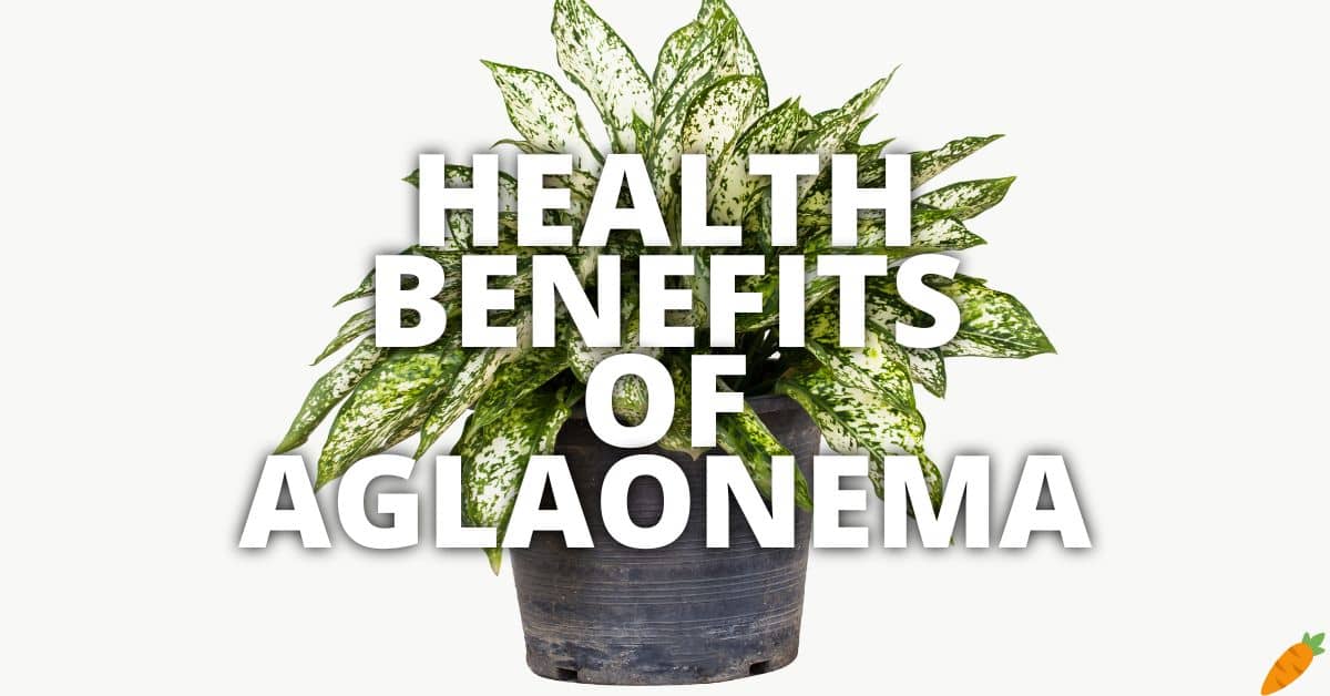 Potential Health Benefits Of Aglaonema