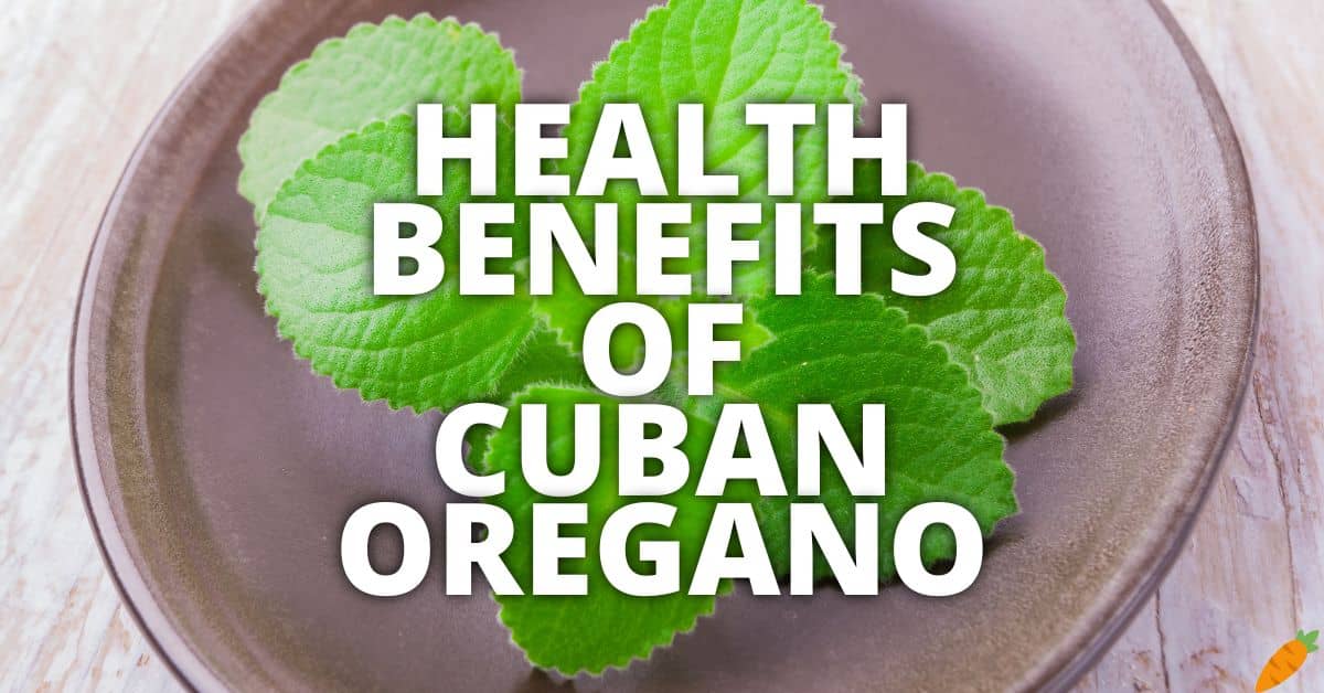 Potential Health Benefits Of Cuban Oregano