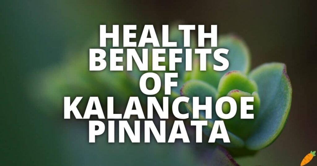 10 Potential Health Benefits Of Kalanchoe Pinnata