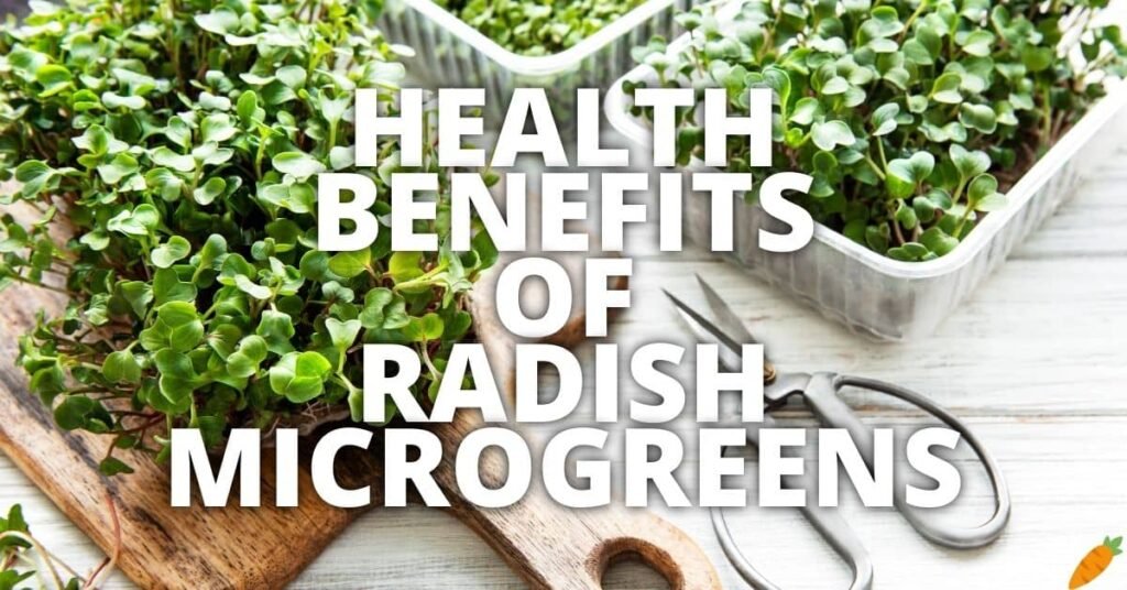 Potential Health Benefits Of Radish Microgreens