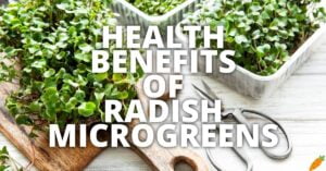 Potential Health Benefits Of Radish Microgreens