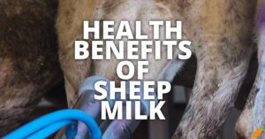 Potential Health Benefits Of Sheep Milk