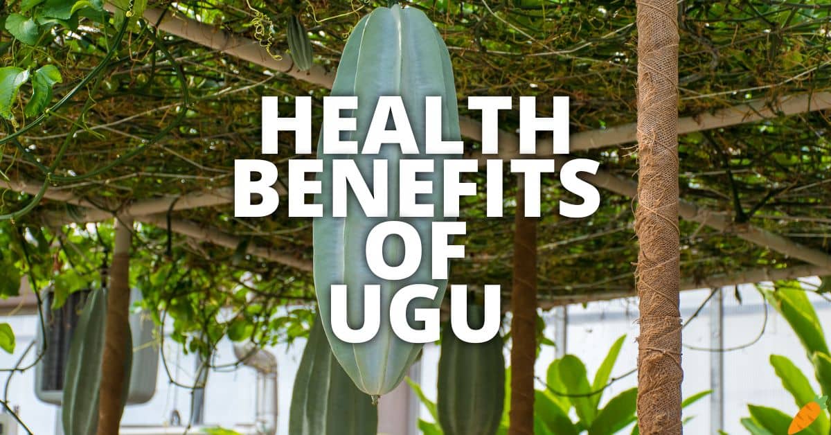 Potential Health Benefits Of Ugu