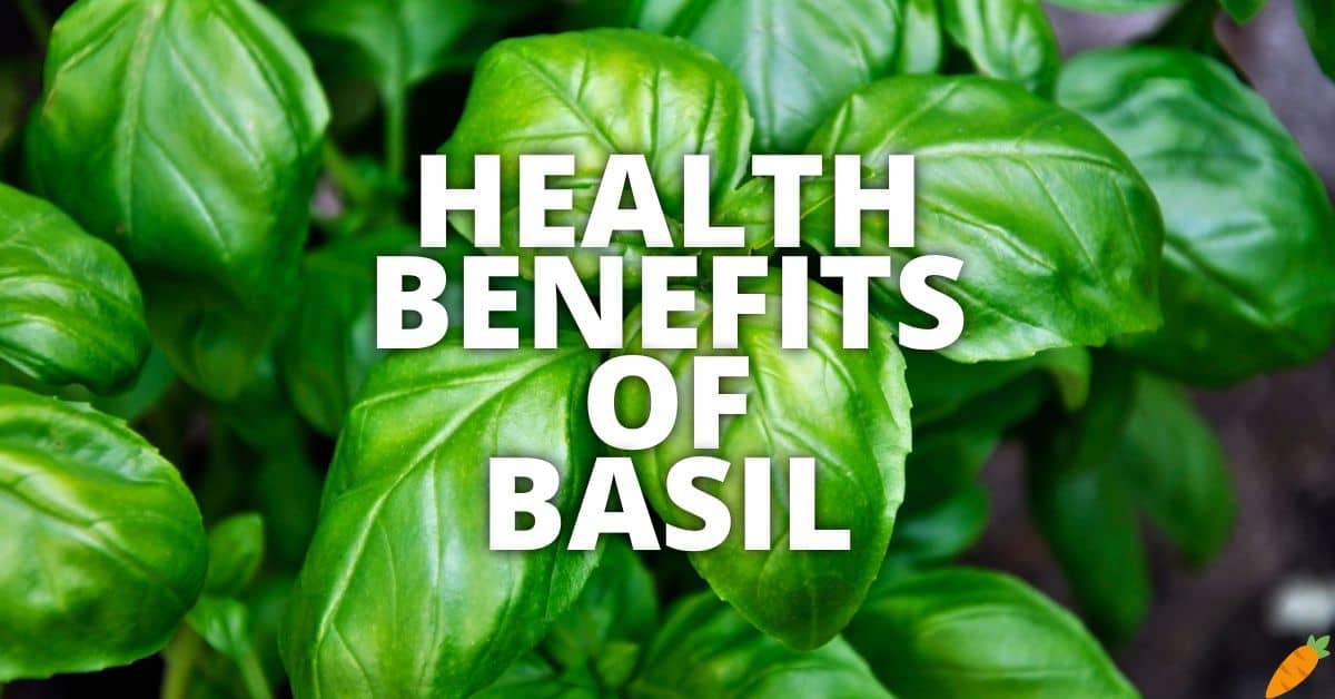 Potential Health Benefits Of Basil