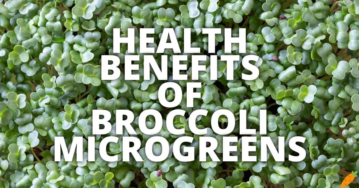 Potential Health Benefits Of Broccoli Microgreens