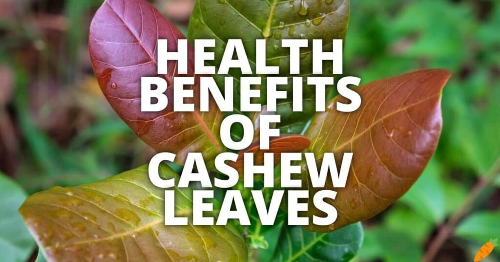 Potential Health Benefits Of Cashew Leaves