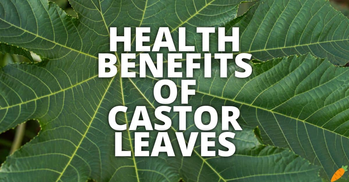 Potential Health Benefits Of Castor Leaves