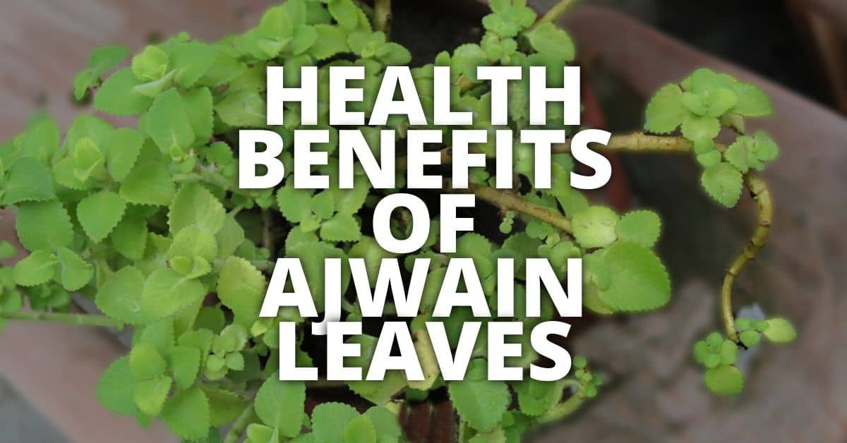 Potential Health Benefits Of Ajwain Leaves