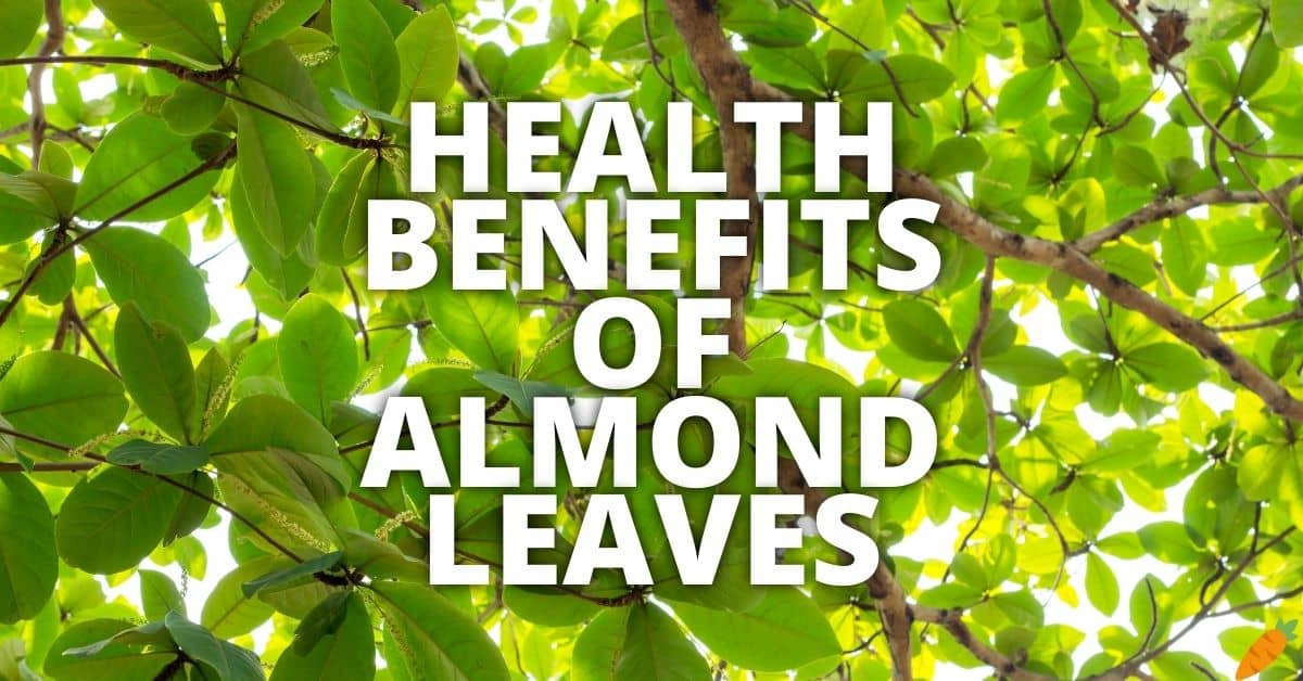 Potential Health Benefits Of Almond Leaves