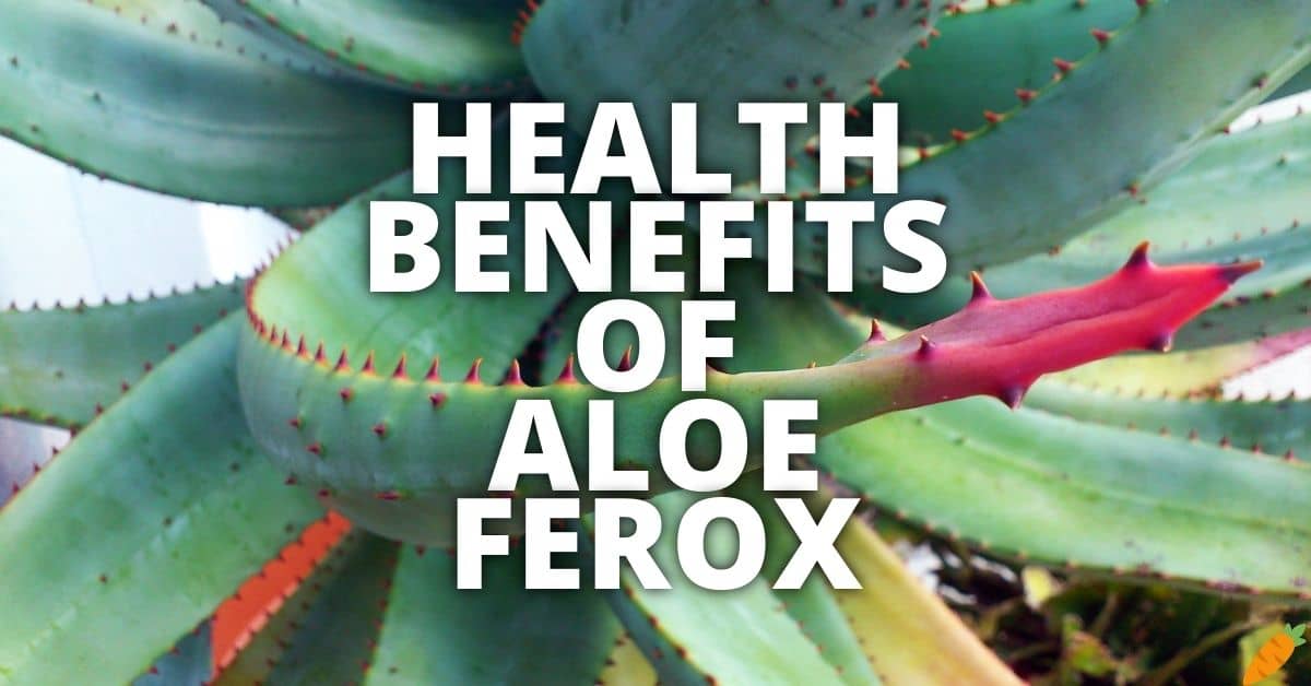 Potential Health Benefits Of Aloe Ferox