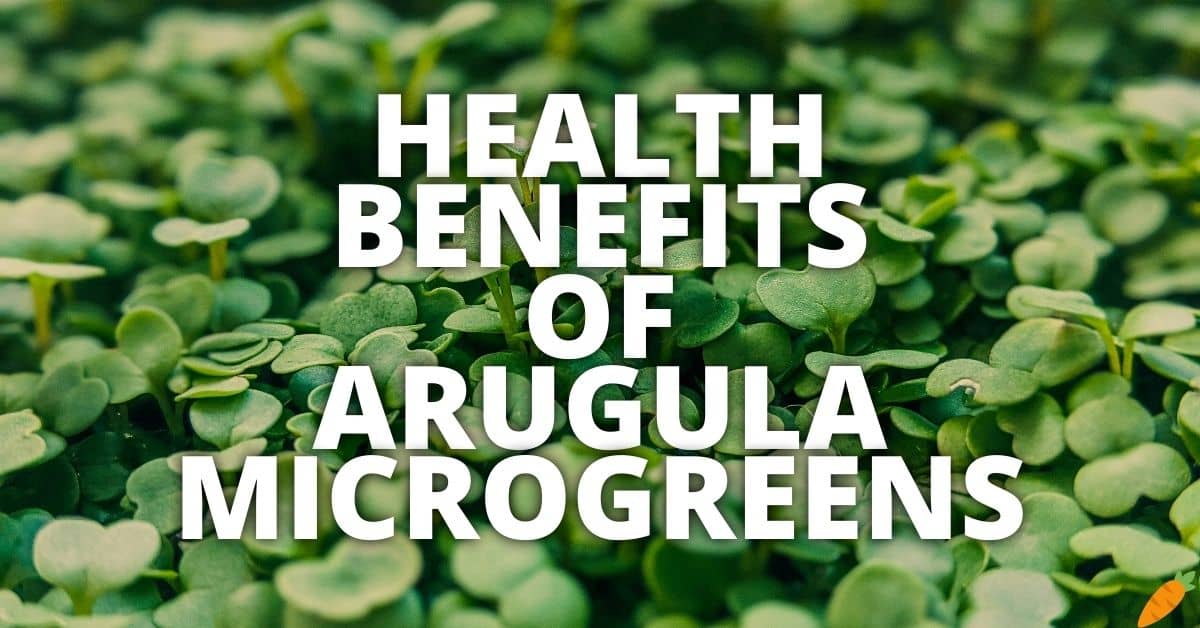 Potential Health Benefits Of Arugula Microgreens