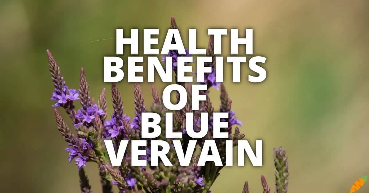 Potential Health Benefits Of Blue Vervain