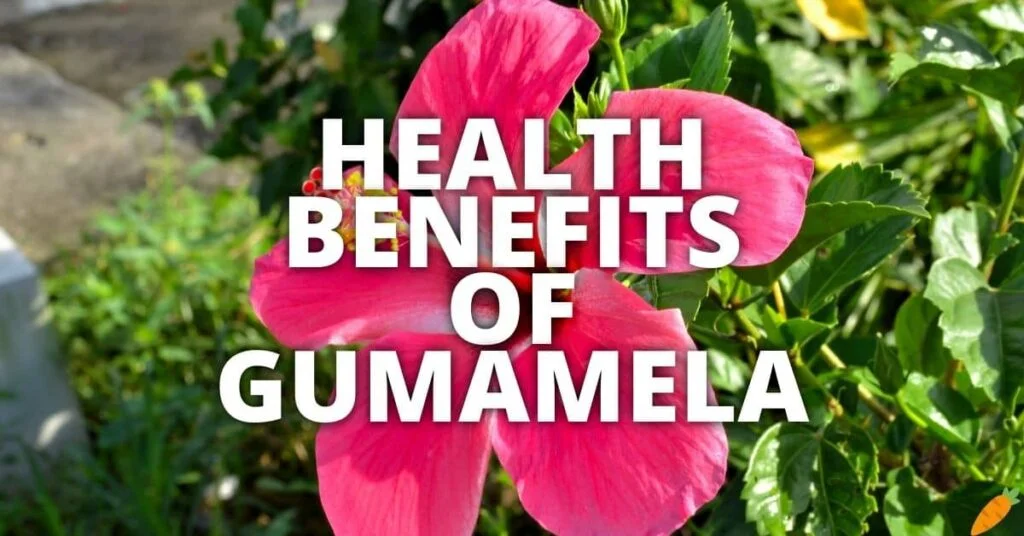 Possible Health Benefits of Gumamela