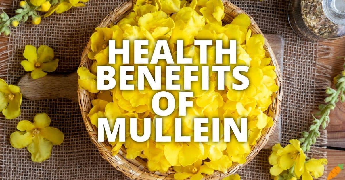 15 Potential Health Benefits Of Mullein