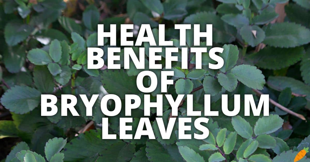 Potential Health Benefits Bryophyllum Leaves