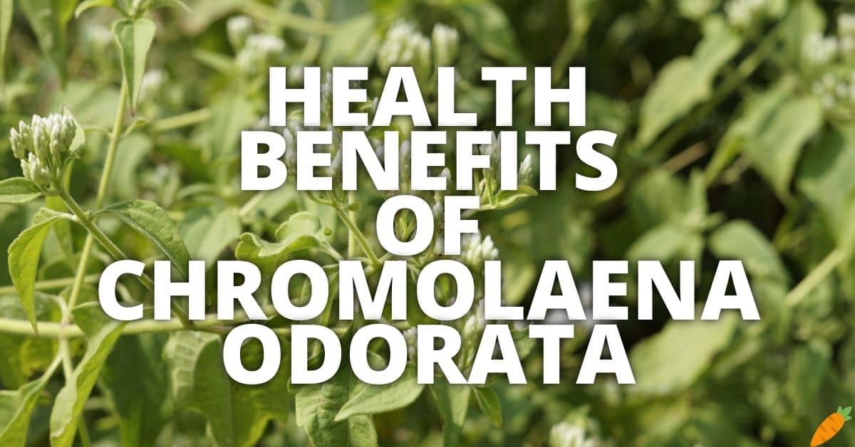 Potential Health Benefits Chromolaena Odorata