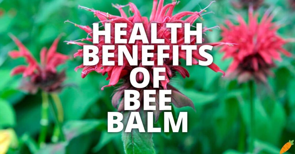 11 Potential Health Benefits Of Bee Balm