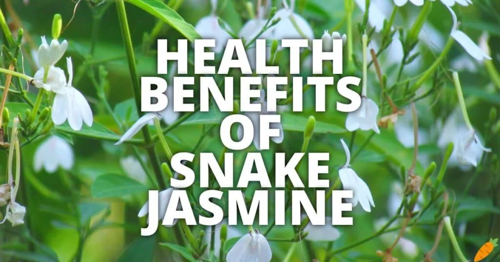 Possible Health Advantages of Snake Jasmine