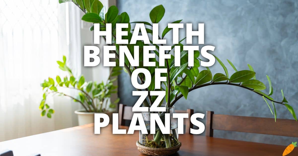 Potential Health Benefits ZZ Plants