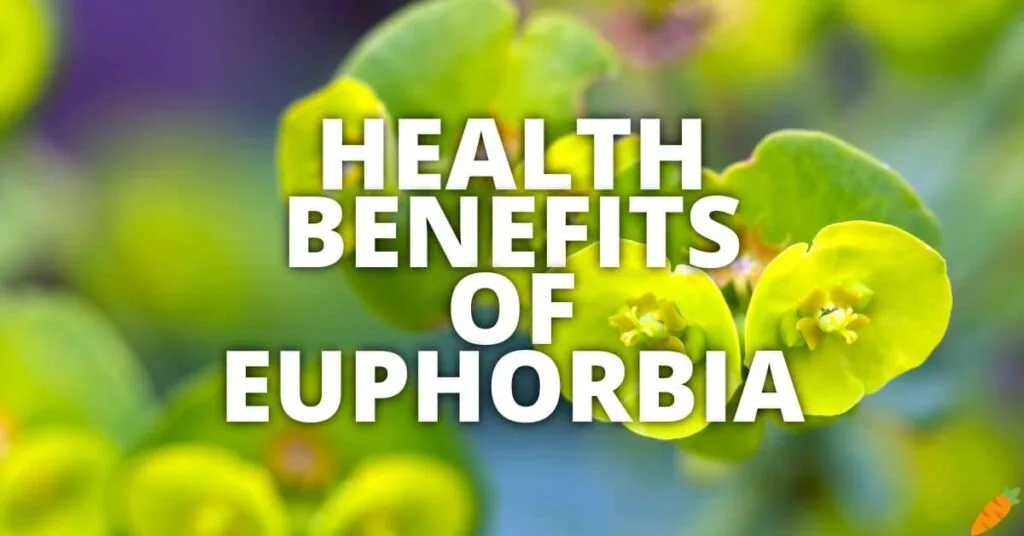 Potential Health Benefits Euphorbia