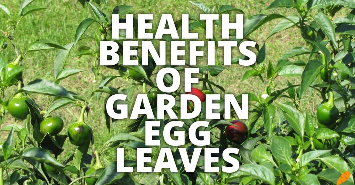 11 Potential Health Benefits Of Garden Egg Leaves