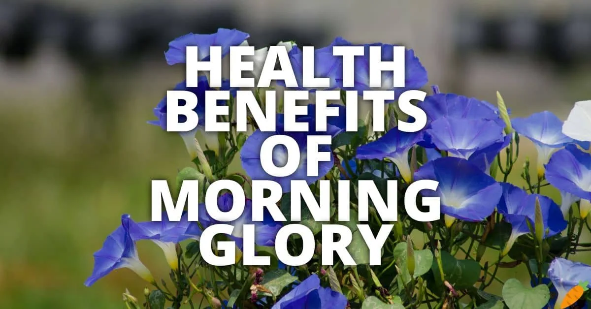 Potential Health Benefits Morning Glory