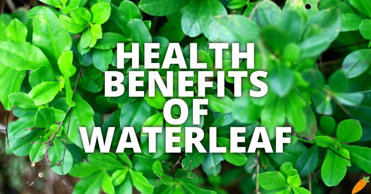 Potential Health Benefits Waterleaf