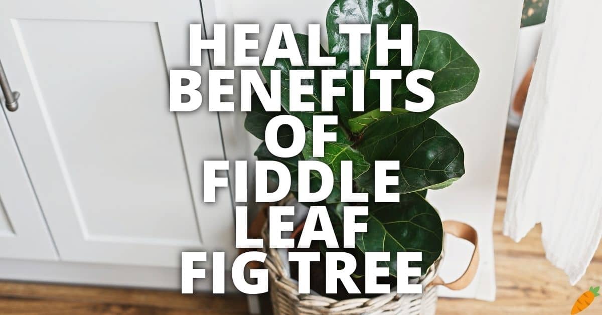 Potential Health Benefits Fiddle Leaf Fig Tree