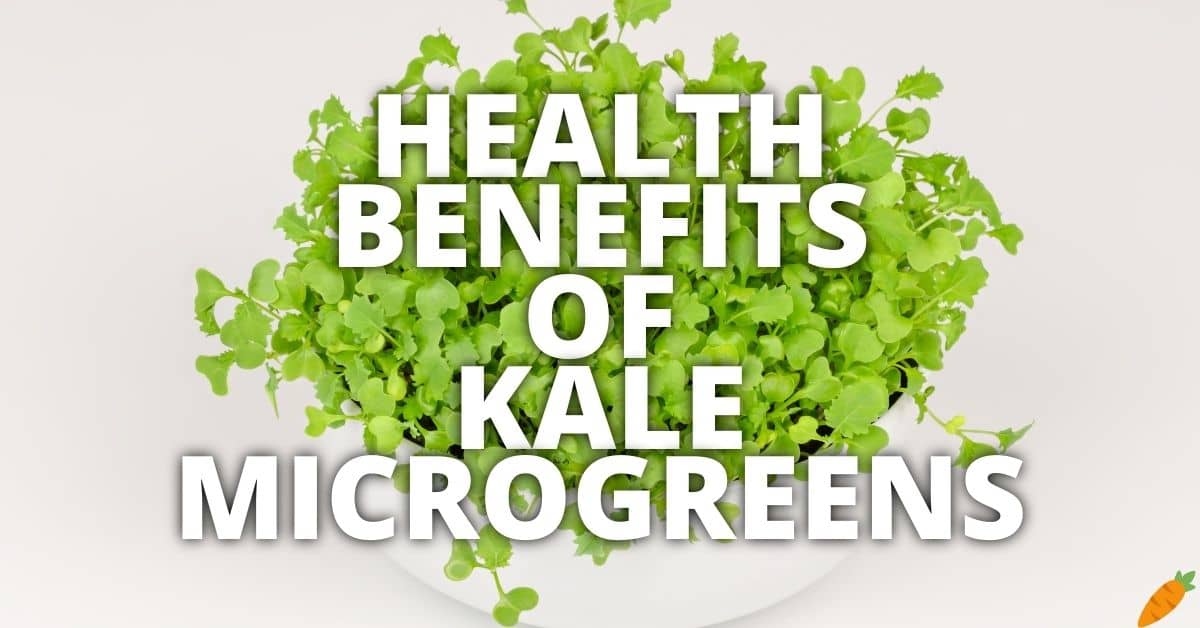Potential Health Benefits Kale Microgreens
