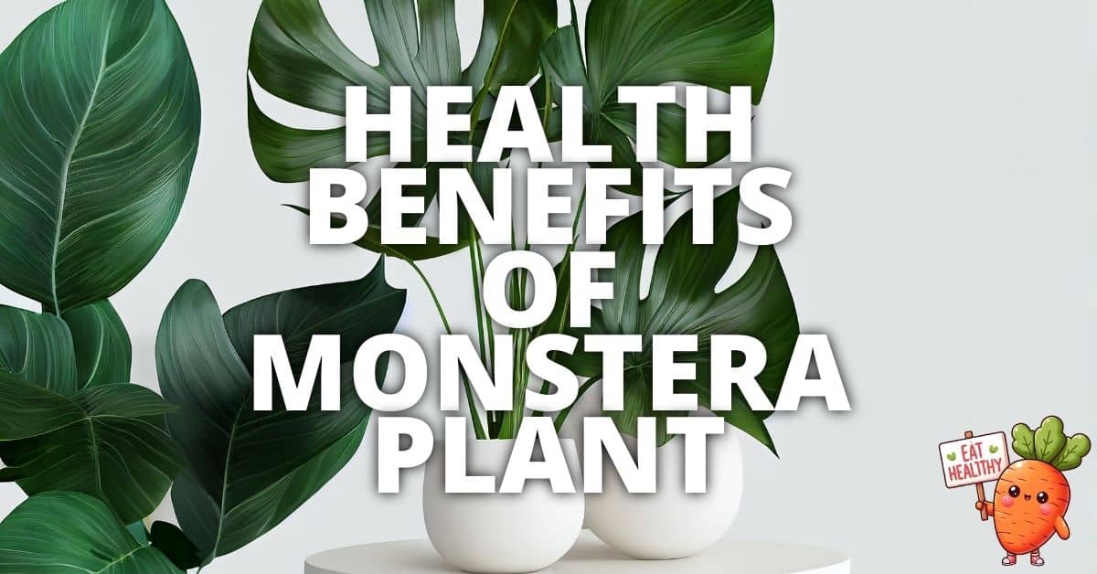Potential Health Benefits Monstera Plant
