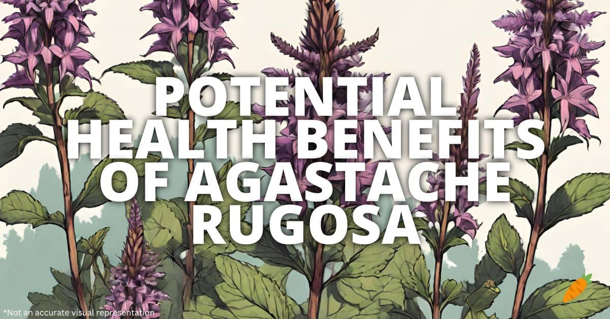 Health Benefits Agastache Rugosa