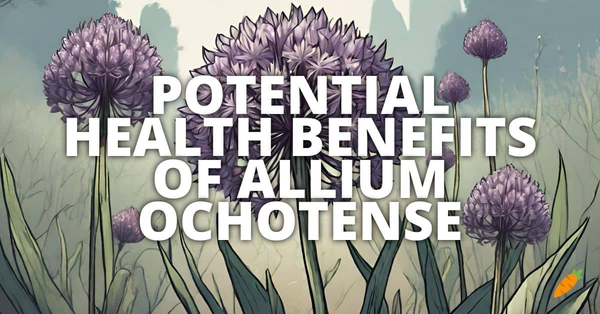 Health Benefits Allium Ochotense