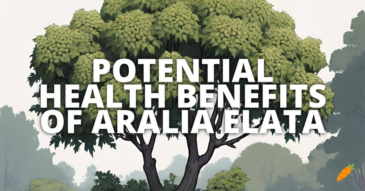 Health Benefits Aralia Elata