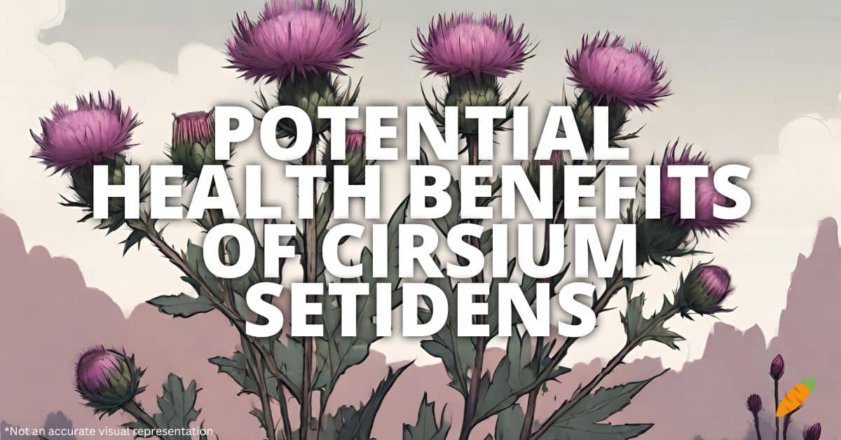 Health Benefits Cirsium Setidens