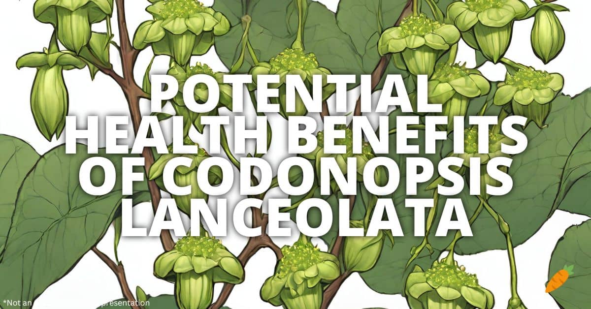 Health Benefits Codonopsis Lanceolata
