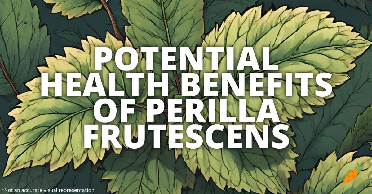 Potential Health Benefits Of Perilla Frutescens