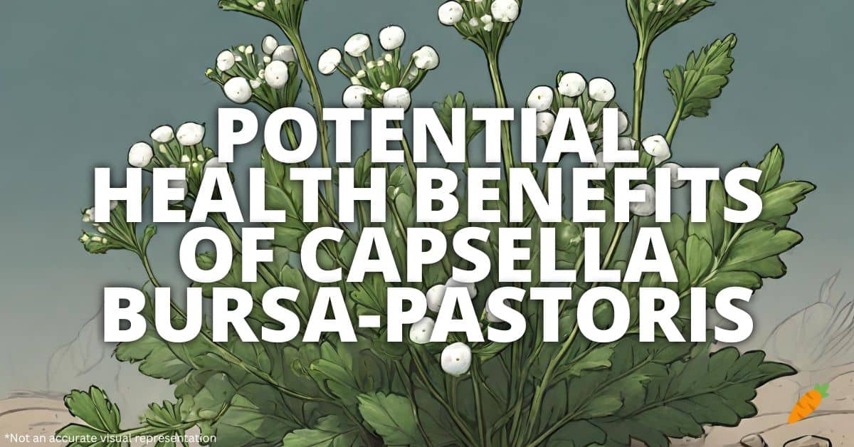 Health Benefits Capsella Bursa-Pastoris
