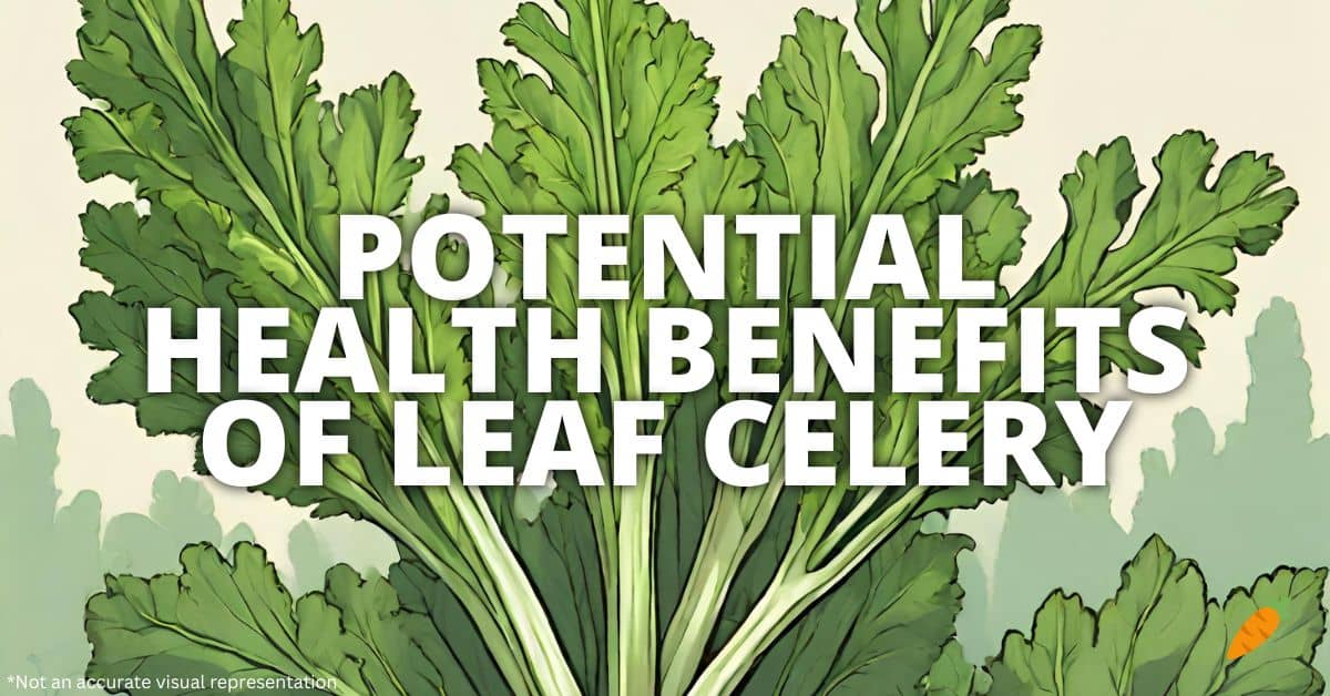 Potential Health Benefits Of Leaf Celery
