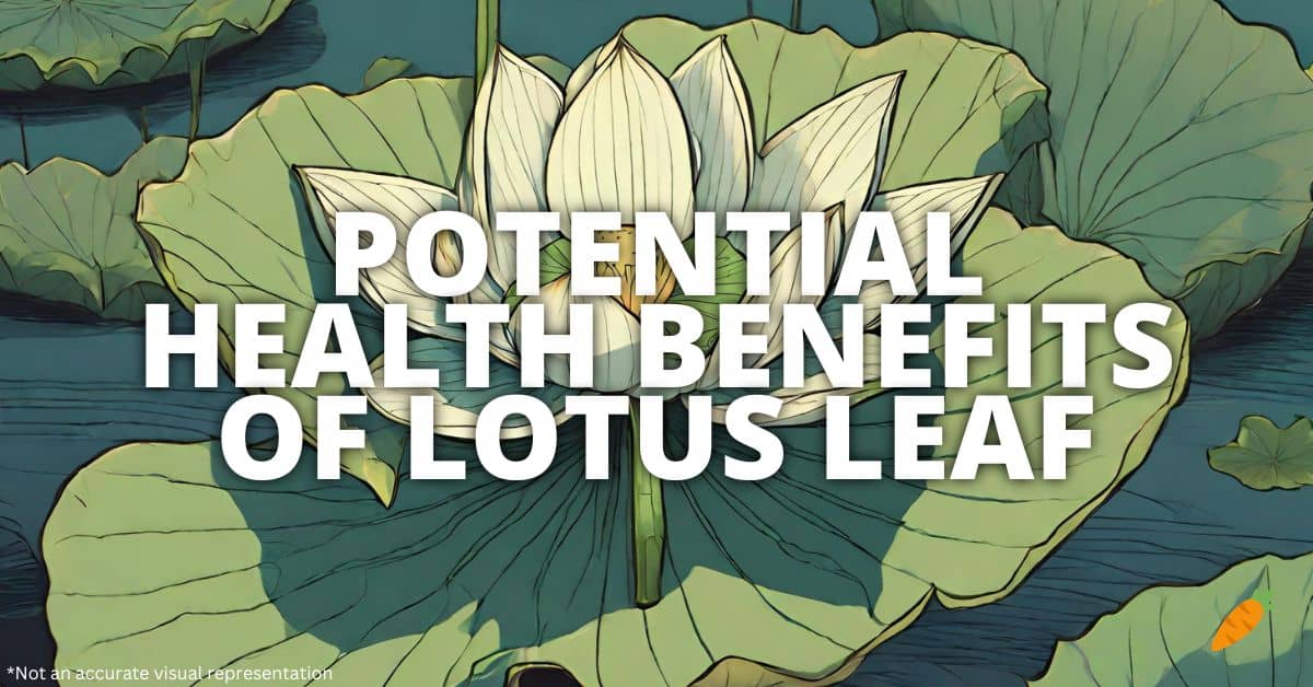 Health Benefits Lotus Leaf