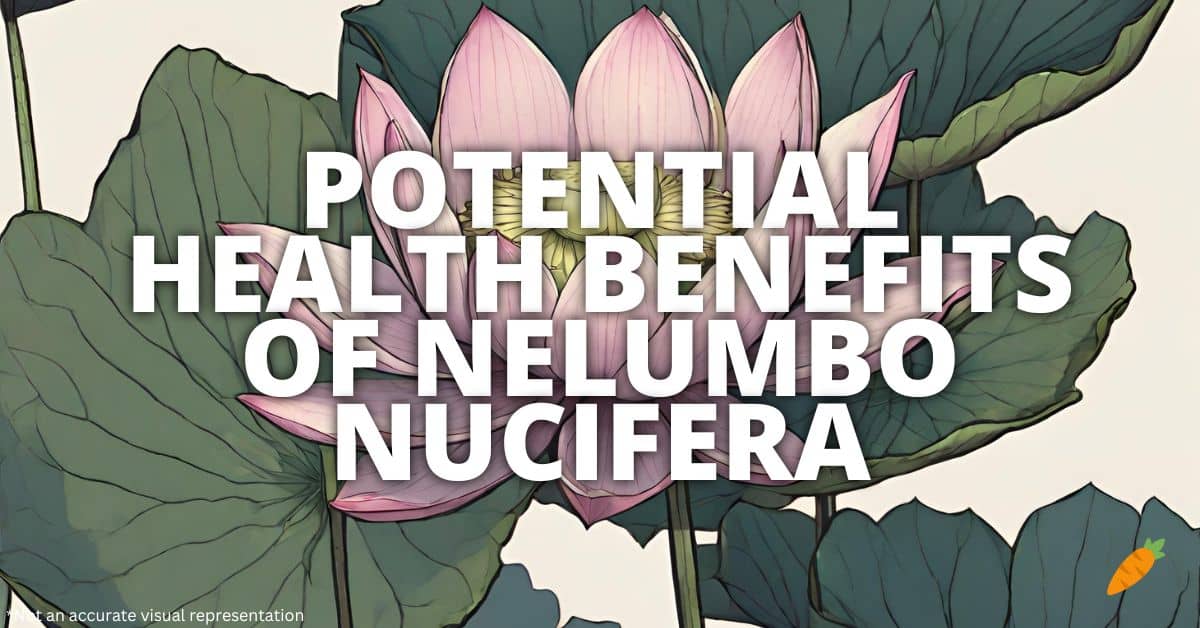 Health Benefits Nelumbo Nucifera