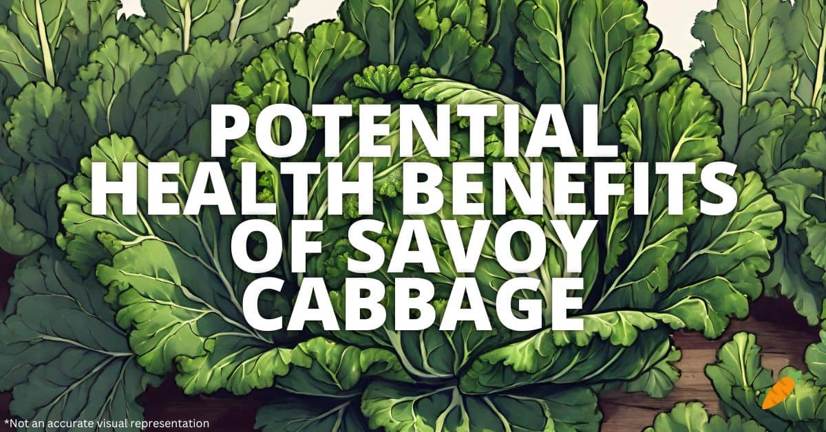 Health Benefits Savoy Cabbage