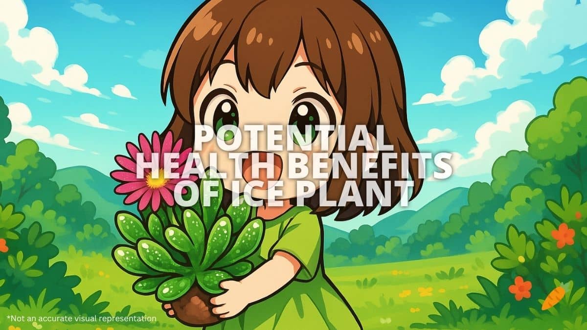 Health Benefits of Ice Plant