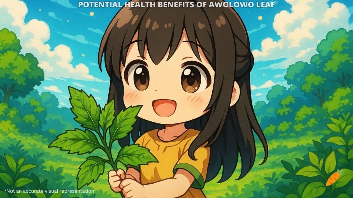 Health Benefits of Awolowo Leaf