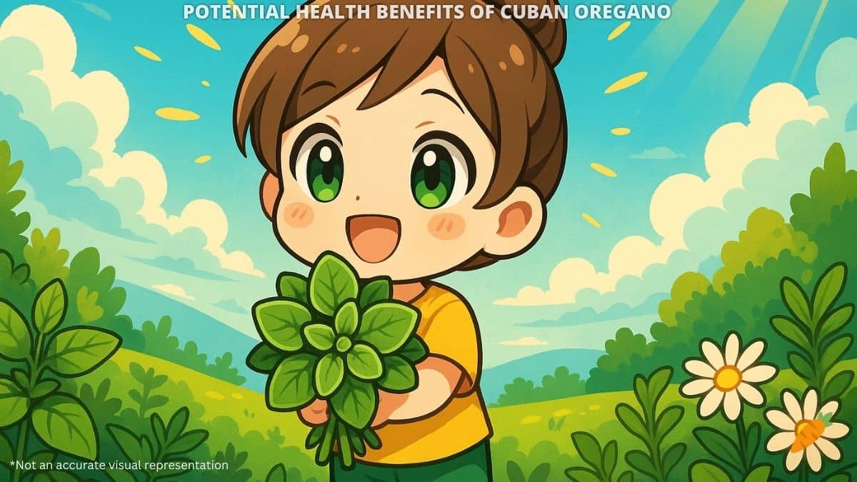 Health Benefits of Cuban Oregano