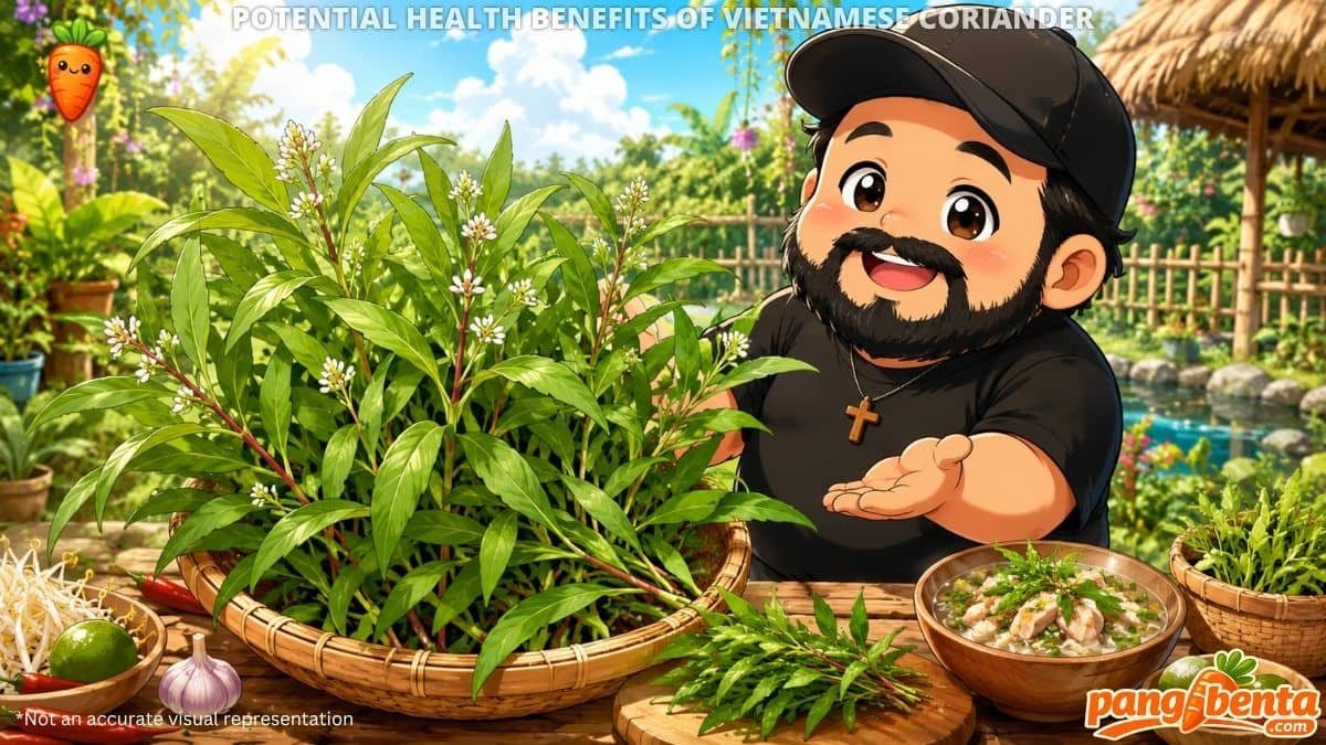 Potential Health Benefits of Vietnamese Coriander