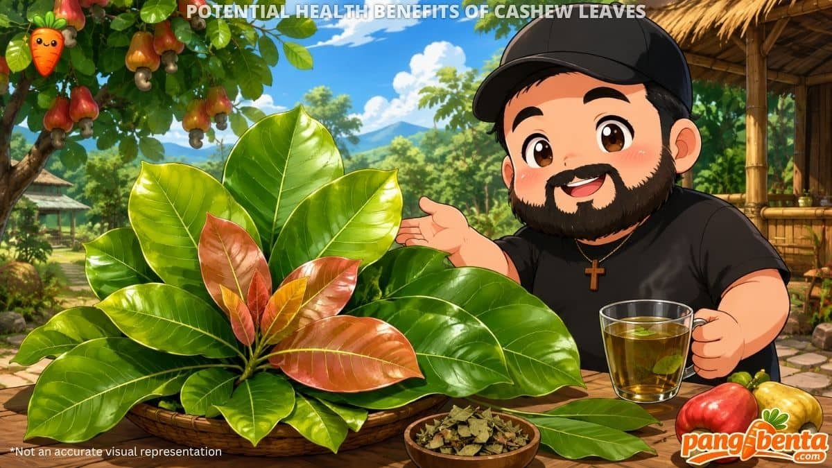 Possible Health Benefits of Cashew Leaves