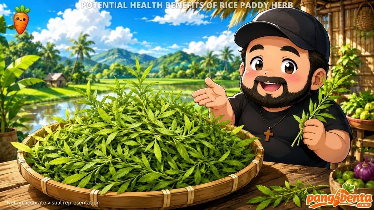Potential Health Benefits of Rice Paddy Herb